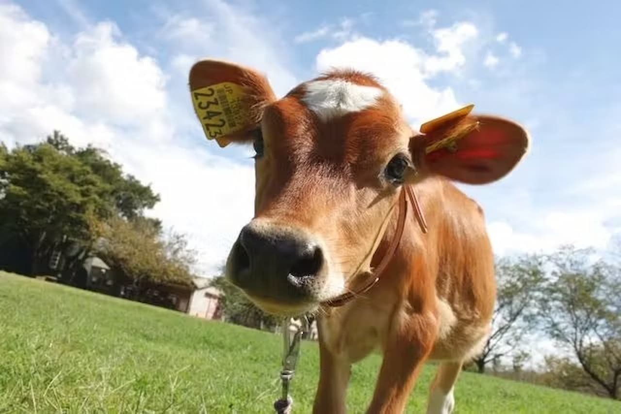 Narita Dream Farm Ticket - image 13